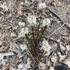 Stackhousia monogyna at Mallacoota, VIC - 9 Sep 2023