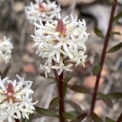 Stackhousia monogyna at Mallacoota, VIC - 9 Sep 2023