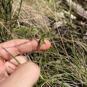 Bunochilus sp. at Coree, ACT - 18 Sep 2023