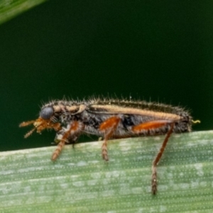 Lemidia subaenea at Murrumbateman, NSW - 19 Sep 2023