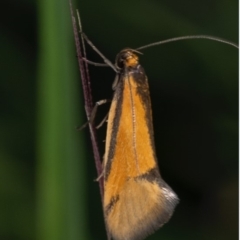 Philobota undescribed species near arabella (A concealer moth) at Murrumbateman, NSW - 16 Sep 2023 by amiessmacro