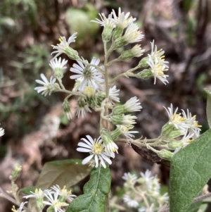 Olearia lirata at Mallacoota, VIC - 9 Sep 2023