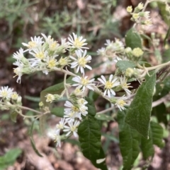 Olearia lirata at Mallacoota, VIC - 9 Sep 2023