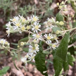 Olearia lirata at Mallacoota, VIC - 9 Sep 2023 12:03 PM