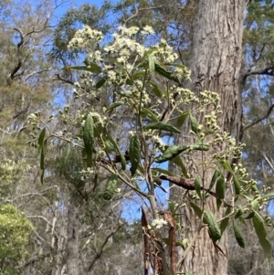 Olearia lirata at Mallacoota, VIC - 9 Sep 2023