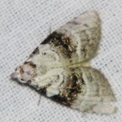Acatapaustus metallopa (Halved Tuft-moth) at Sheldon, QLD - 10 Aug 2007 by PJH123