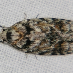 Agriophara (genus) (A Flat-bodied moth (Stenomatinae, Depressariidae)) at Sheldon, QLD - 10 Aug 2007 by PJH123