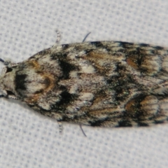 Agriophara (genus) (A Gelechioid moth (Stenomatinae)) at Sheldon, QLD - 10 Aug 2007 by PJH123