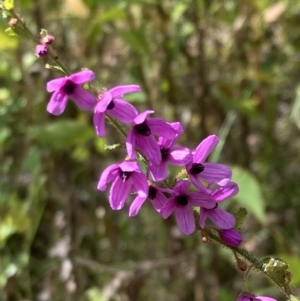 Tetratheca labillardierei (Glandular Pink-bells) at suppressed by AnneG1