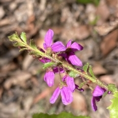 Tetratheca labillardierei at suppressed - suppressed