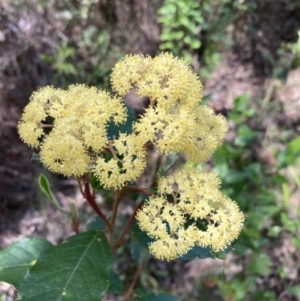 Pomaderris ferruginea at Mallacoota, VIC - 9 Sep 2023