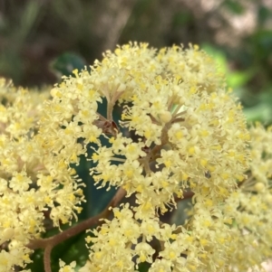 Pomaderris ferruginea at Mallacoota, VIC - 9 Sep 2023