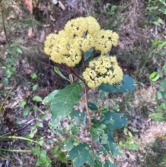 Pomaderris ferruginea at Mallacoota, VIC - 9 Sep 2023