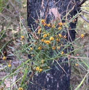 Daviesia ulicifolia subsp. ulicifolia at Mallacoota, VIC - 9 Sep 2023