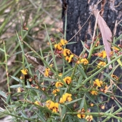 Daviesia ulicifolia subsp. ulicifolia at Mallacoota, VIC - 9 Sep 2023