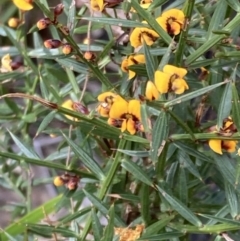 Daviesia ulicifolia subsp. ulicifolia at Mallacoota, VIC - 9 Sep 2023 12:28 PM