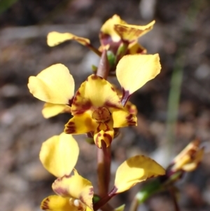 Diuris pardina at Mallacoota, VIC - suppressed