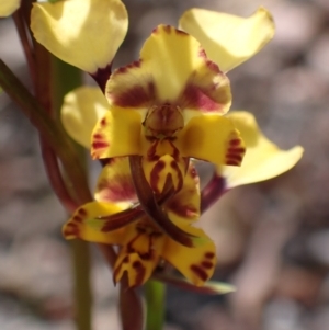 Diuris pardina at Mallacoota, VIC - suppressed