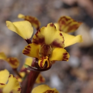 Diuris pardina at Mallacoota, VIC - suppressed