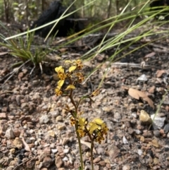 Diuris pardina at Mallacoota, VIC - suppressed