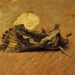 Chrysodeixis argentifera (Tobacco Looper) at Conder, ACT - 13 Sep 2023 by michaelb