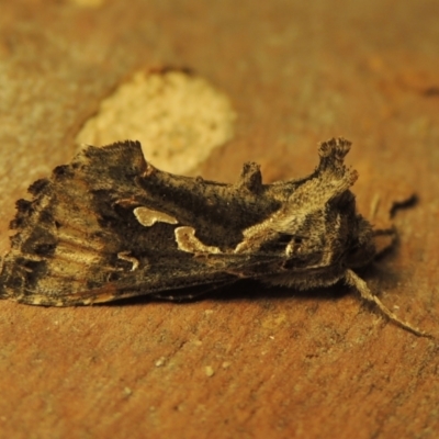 Chrysodeixis argentifera (Tobacco Looper) at Conder, ACT - 14 Sep 2023 by MichaelBedingfield