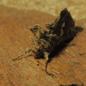 Chrysodeixis argentifera at Conder, ACT - 14 Sep 2023