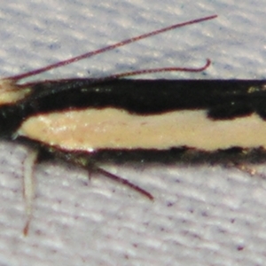 Ardozyga stratifera at Sheldon, QLD - suppressed