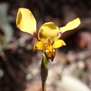 Diuris pardina at Mallacoota, VIC - suppressed
