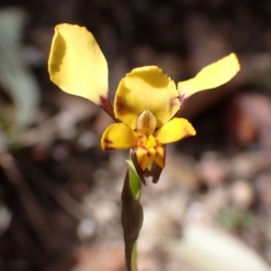 Diuris pardina at Mallacoota, VIC - 9 Sep 2023