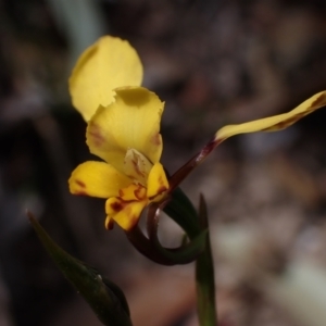 Diuris pardina at Mallacoota, VIC - 9 Sep 2023