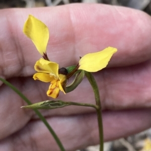 Diuris pardina at Mallacoota, VIC - 9 Sep 2023