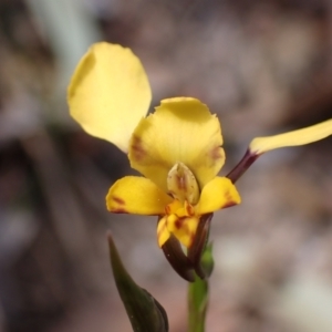 Diuris pardina at Mallacoota, VIC - 9 Sep 2023