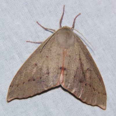 Arhodia lasiocamparia (Pink Arhodia) at Sheldon, QLD - 10 Aug 2007 by PJH123