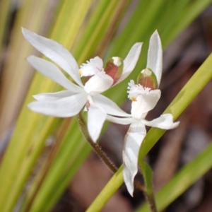 Caladenia catenata at Mallacoota, VIC - suppressed