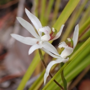 Caladenia catenata at Mallacoota, VIC - suppressed