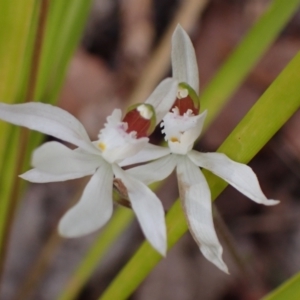 Caladenia catenata at Mallacoota, VIC - suppressed