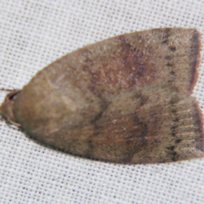 Austrocarea iocephala (Broad-headed Moth) at Sheldon, QLD - 10 Aug 2007 by PJH123