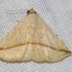 Autoba versicolor (A Noctuid moth (Acontiinae subfamily0) at Sheldon, QLD - 10 Aug 2007 by PJH123