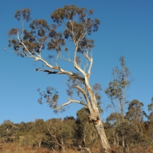 Eucalyptus melliodora at Tuggeranong Hill - 17 Sep 2023