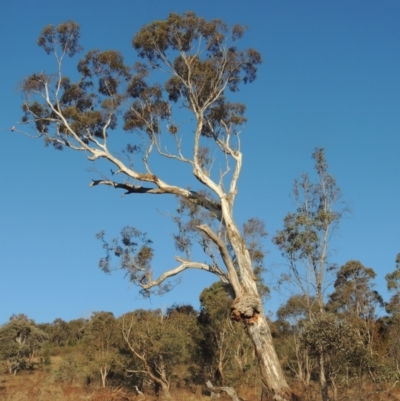 Eucalyptus melliodora (Yellow Box) at Tuggeranong Hill - 17 Sep 2023 by michaelb