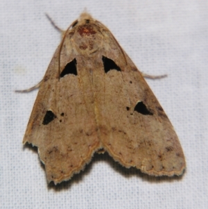 Avatha discolor at Sheldon, QLD - 10 Aug 2007