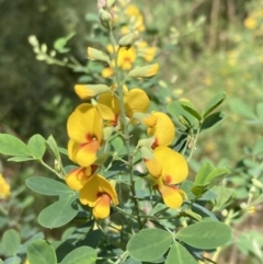 Goodia lotifolia (Golden Tip) at Mallacoota, VIC - 9 Sep 2023 by AnneG1