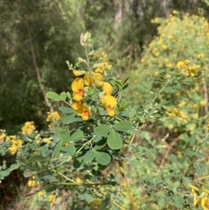 Goodia lotifolia at Mallacoota, VIC - 9 Sep 2023