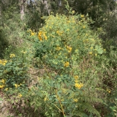 Goodia lotifolia at Mallacoota, VIC - 9 Sep 2023 12:42 PM