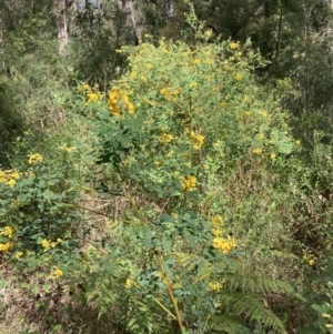 Goodia lotifolia at Mallacoota, VIC - 9 Sep 2023