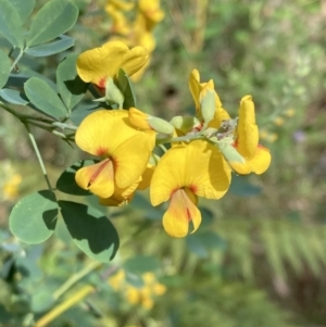 Goodia lotifolia at Mallacoota, VIC - 9 Sep 2023