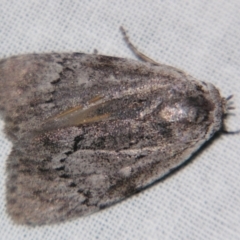 Barasa cymatistis (Nolinae) at Sheldon, QLD - 10 Aug 2007 by PJH123