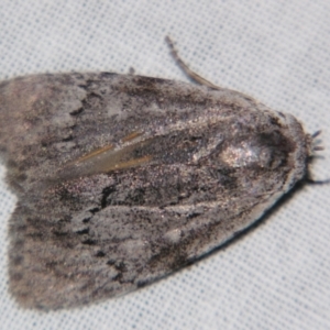 Barasa cymatistis at Sheldon, QLD - suppressed