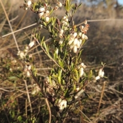 Cryptandra amara (Bitter Cryptandra) at Tuggeranong Hill - 17 Sep 2023 by michaelb